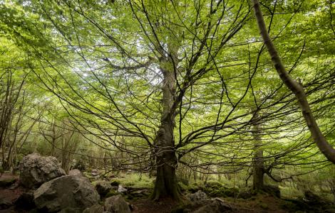 arbre