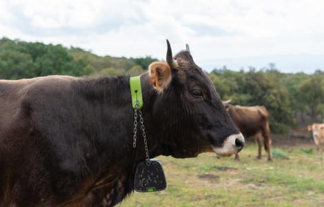 Vaca de l'albera amb collar GPS, imatge Galdric Mossoll