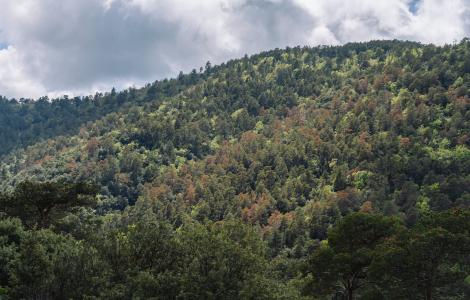Bosc sequera_Galdric Mossoll