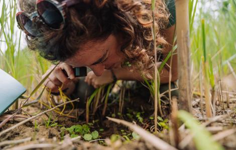 Observación de un vegetal mediante lupa