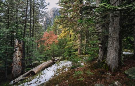 Bosc madur, imatge Galdric Mossoll