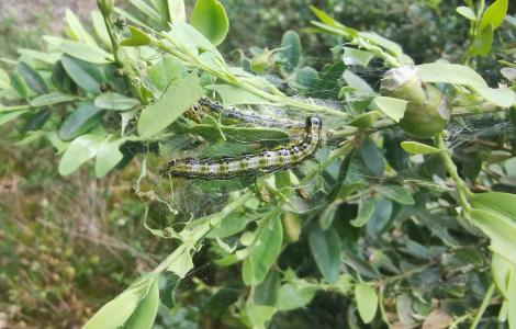 Eruga del Boix (Cydalima perspectalis), AlertaForestal CREAF