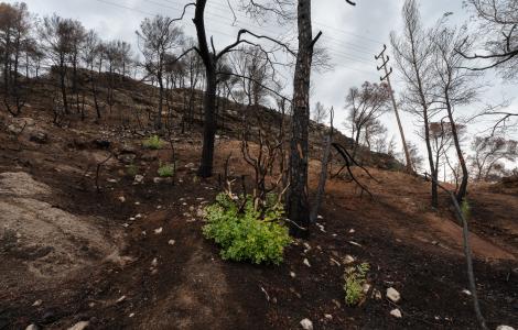 Bosc cremat mullat per la pluja. Imatge: Galdric Mossoll