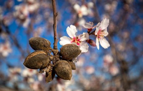 Flors d'ametller obertes acompanyant els fruits secs de la temporada passada. Imatge: leolo212 (Pixabay)