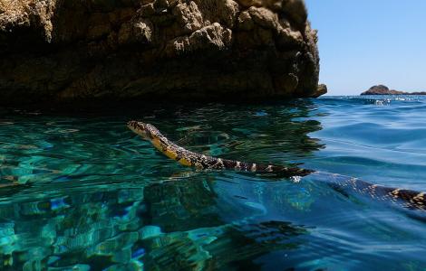 Serp de ferradura nedant