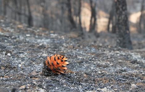 Pinya sobre sòl cremat.
