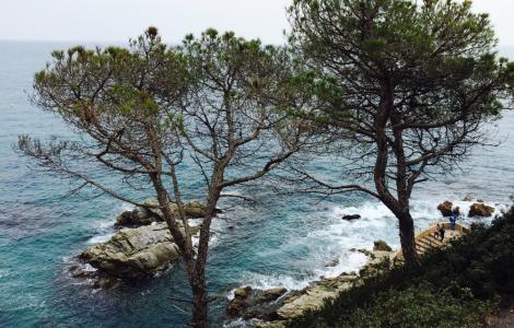 CARDIMED té un doble objectiu: demostrar el potencial de les solucions basades en la natura (SBN) per augmentar la resiliència dels ecosistemes mediterranis i construir una infraestructura que unifiqui el coneixement generat i que ho posi a disposició de tots els actors interessats. Imatge: Domini públic