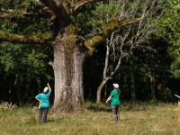 Two people examining a large tree in a field.
