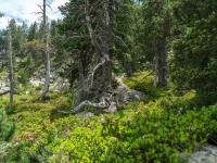 boscos_mediterranis_galdric_mossoll