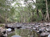 Bosque de ribera Nicaragua 