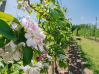 Close-up of apple blossoms, orchard in the background.