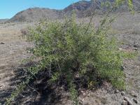 Ginjoler al Parc Natural de Cabo de Gata-Níjar (Ziziphus lotus). Eduardo Milla CCBY