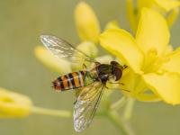 Bee on a yellow flower with green leaves.