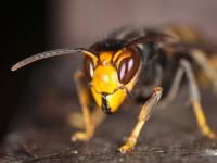 Close-up photograph of a hornet with an orange head and black eyes.