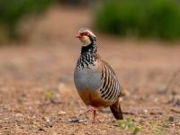 A partridge bird with red beak and eye mask, standing.