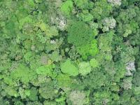 Aerial view of a lush green forest canopy.