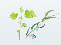 Branques de plantes il·lustrades: vinya i olivera.