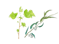 Watercolor illustration of two leafy plant sprigs.