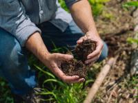 Person holding handfuls of dark, rich soil in a garden setting.