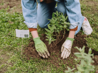 Foto: Galdric Mossoll.