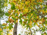 Overhead shot of autumn leaves changing color; some are yellow and some are green.