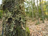 Close-up of a tree trunk covered in lichen with a blurred forest in the background.