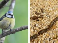 Blue tit perched on a branch, caterpillars on the ground.