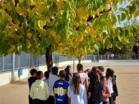 Alumnat treballant amb el projecte RitmeNatura a l'Escola Dr. Carulla. Autor: CREAF