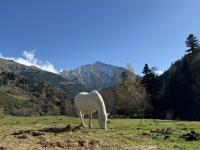 White horse grazing in a green pasture with mountains in the background.