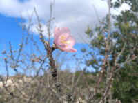 Pink flower blooming on a branch against a blue sky.