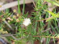 Acacia ulicifolia. Foto: cirolana, iNaturalist CC-BY-NC.