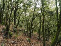 Forest with lush green trees and brown fallen leaves.