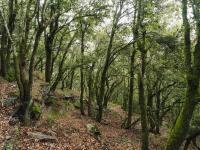 Forest with trees and foliage.