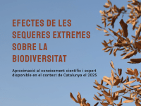 Brown leaves against a blue sky, text overlay in Catalan.