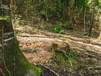 Stump in a sunny forest with lush green moss and foliage.