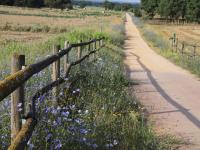 A dirt road stretches between fields, with a wooden fence and wildflowers in view.