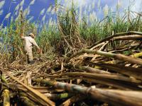 Man walking through sugarcane field.