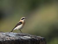 A small bird with a black and white wing perched on a rock.