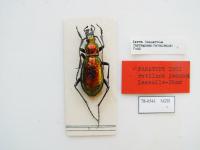 A beetle specimen on white background, with labels.