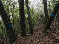 Parcel·la experimental de Prades (Catalunya). Autoria: Galdric Mossoll