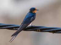 Swallow bird perched on a black wire, close-up.