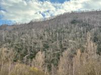 Forest of dead trees on a hillside under a cloudy sky.
