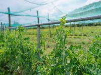 Planeses. Galdric Mossoll