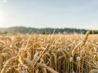 Close-up of a wheat field, illuminated by the sun.
