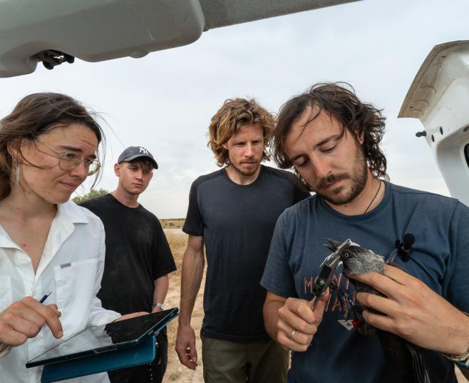 Scientists examining a bird, COGPOP, CREAF. Picture: Galdric Mossoll