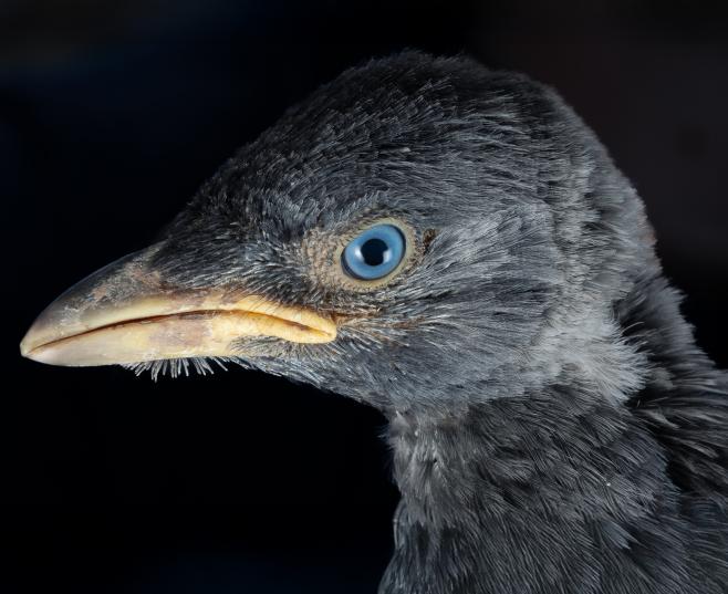 Close-up of a bird's head with blue eye and yellow beak. COGPOP, CREAF
