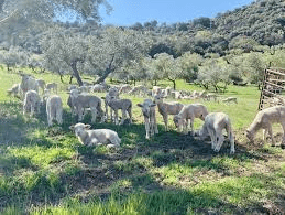 Flock of sheep grazing in a green field.