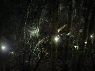 Bosc per la nit amb petites llums tènues