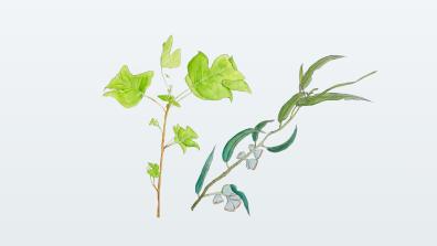 Branques de plantes il·lustrades: vinya i olivera.