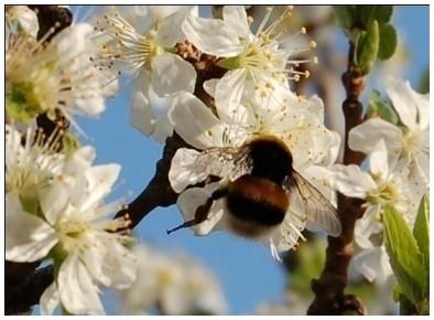 Close-up of a bumblebee on white blossoms.